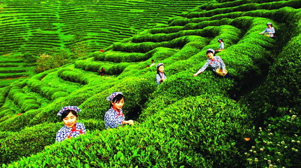立足旅游資源，強(qiáng)化茶文化建設(shè)——荔波縣