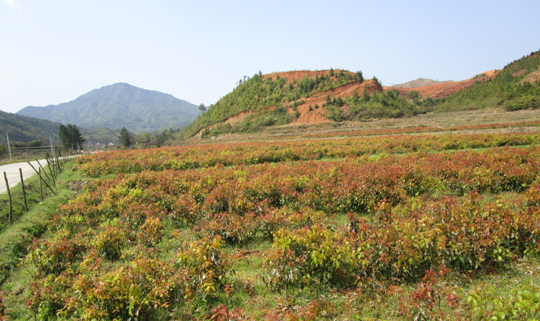 江西寧都將休閑農業作為旅游和農業轉型升級的重要方向