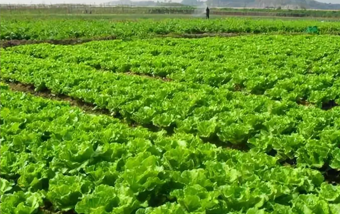 河南省設施蔬菜產業規劃,設施蔬菜產業發展規劃