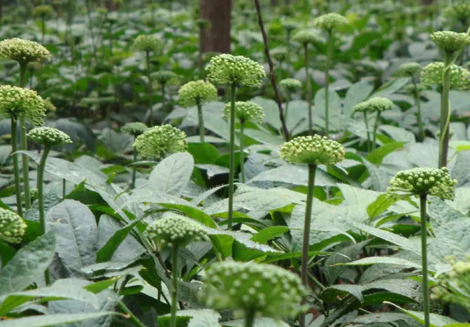 云南文山三七產業(yè)發(fā)展規(guī)劃10大路徑分析 云南文山三七產業(yè)發(fā)展規(guī)劃10大路徑分析