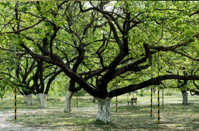 大興古桑國家森林公園露營地 大興古桑國家森林公園露營地