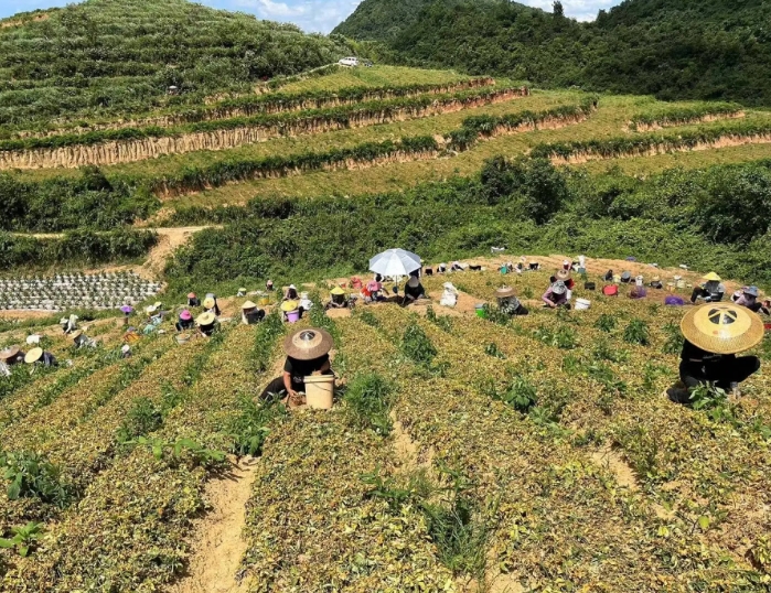 生態(tài)視角下貴州中藥產(chǎn)業(yè)發(fā)展現(xiàn)狀及問題 生態(tài)視角下貴州中藥產(chǎn)業(yè)發(fā)展現(xiàn)狀及問題
